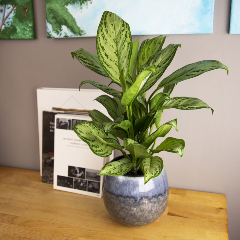 Aglaonema Christina