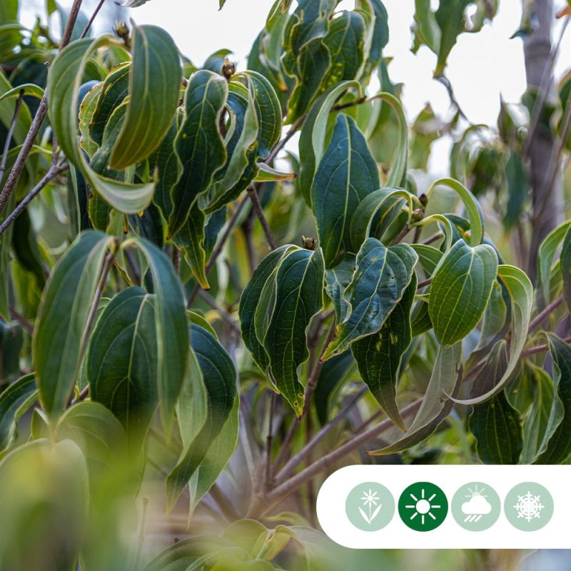 Cornus Milky Way - laagstam