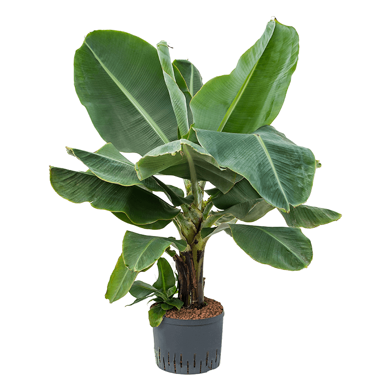 Musa Dwarf Cavendish