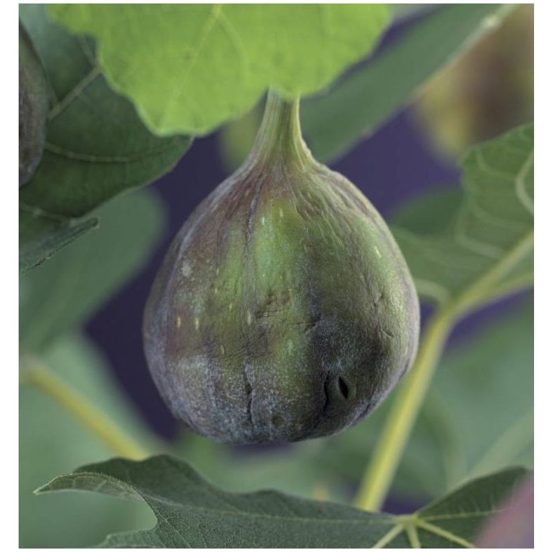 Ficus carica 'Brown Turkey' Vijgenboom