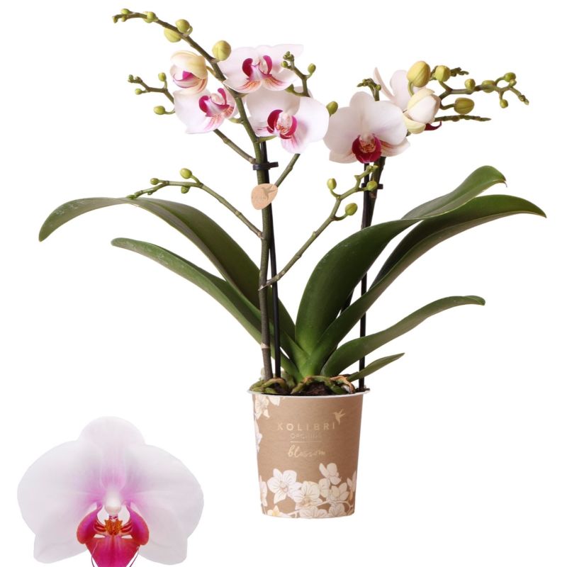 Phalaenopsis Mineral Gibraltar
