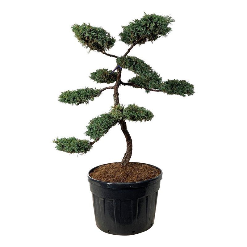 Juniperus Squamata 'Blue Carpet' - bonsai