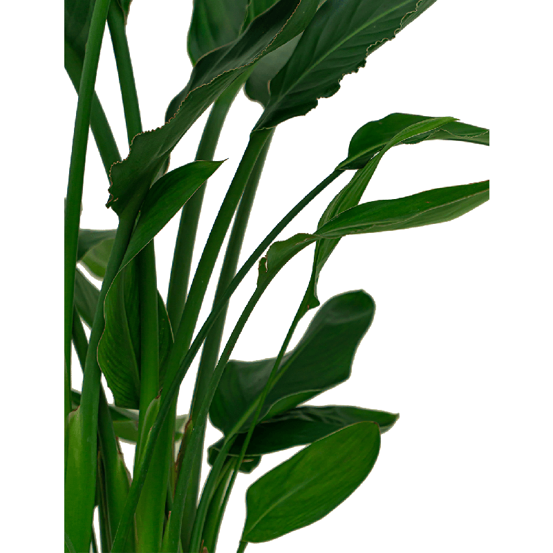 Strelitzia Reginae