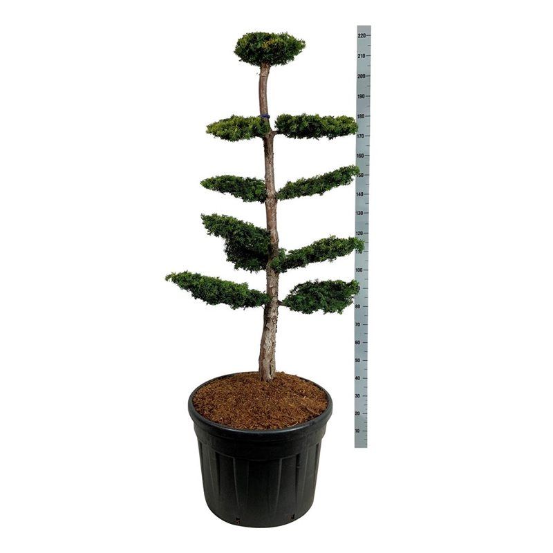 Taxus Dovastonii Aurea - bonsai