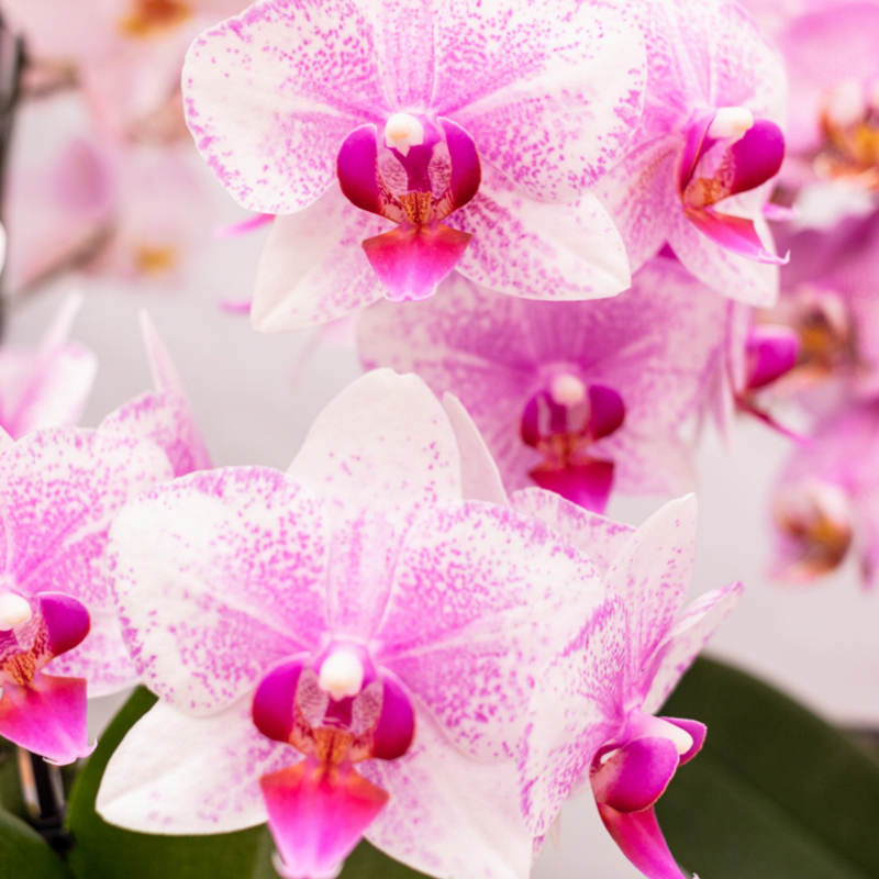 Phalaenopsis Mineral Rotterdam