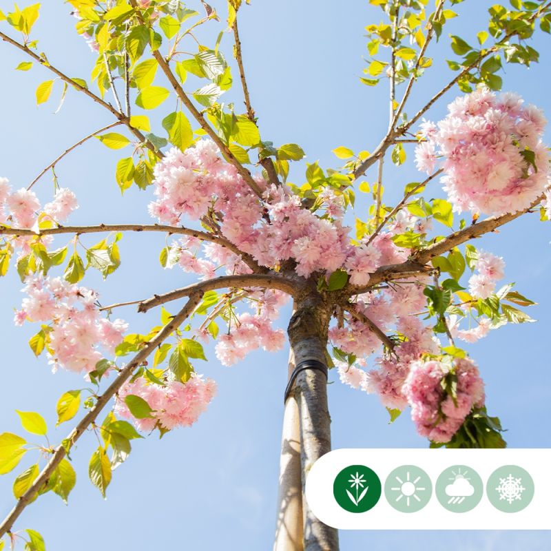 Prunus Serrulata Kiku-Shidare-Zakura