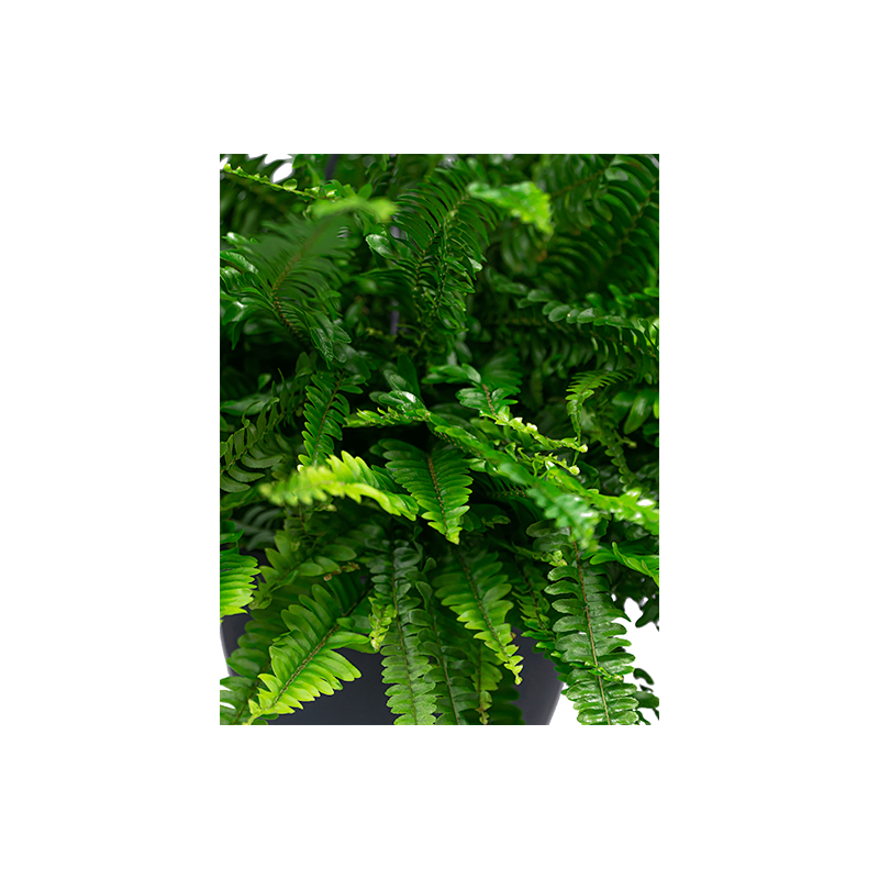 Nephrolepis in Brussels wit