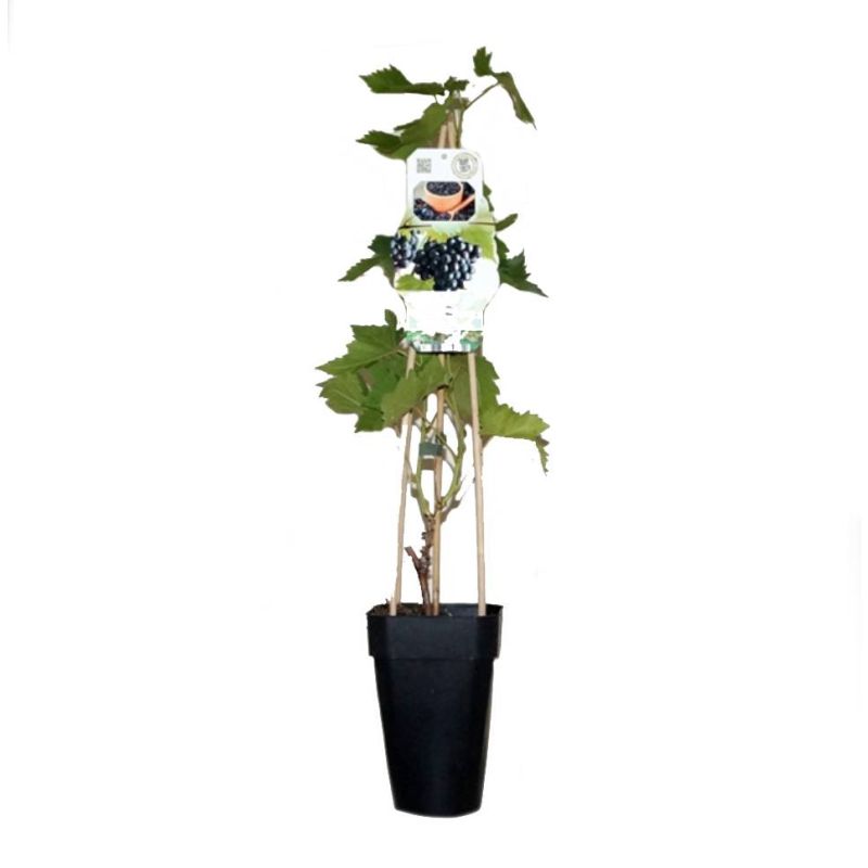 Vitis vinifera 'Black Alicante' Blauwe druif
