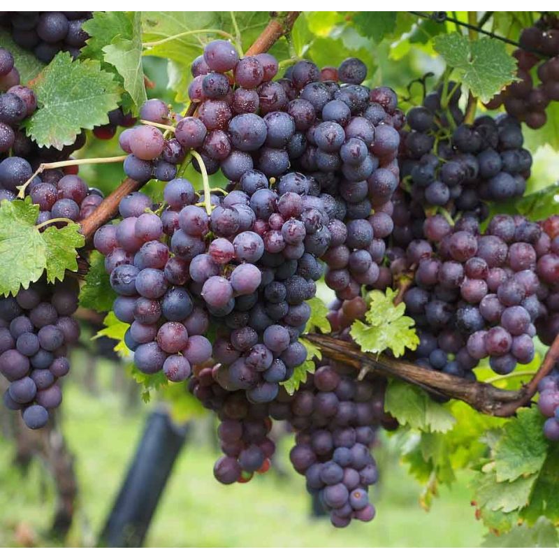 Vitis vinifera 'Muscat Blue' Blauwe druif