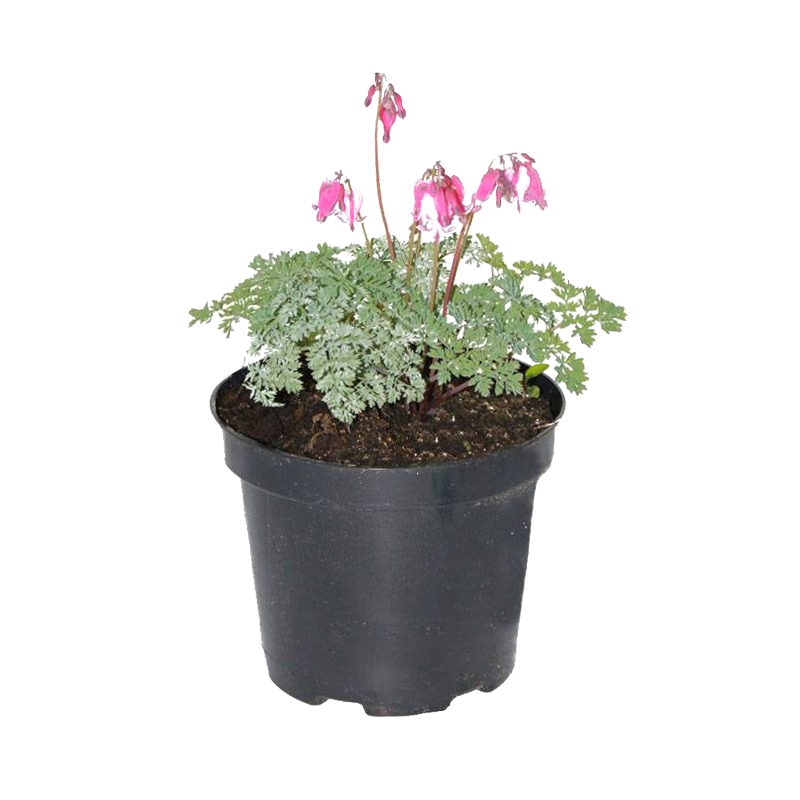 Dicentra formosa 'Adrian Bloom'