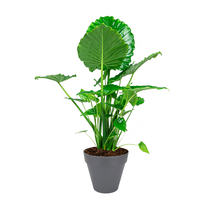 Alocasia Portodora in Elho Urban Loft antraciet