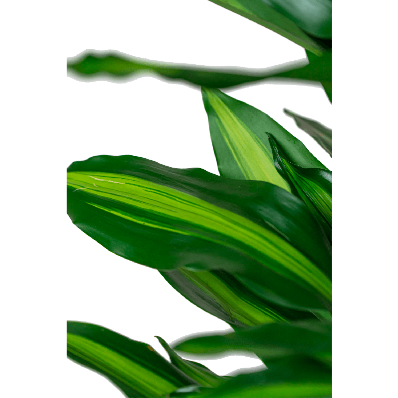 Dracaena Cintho vertakt