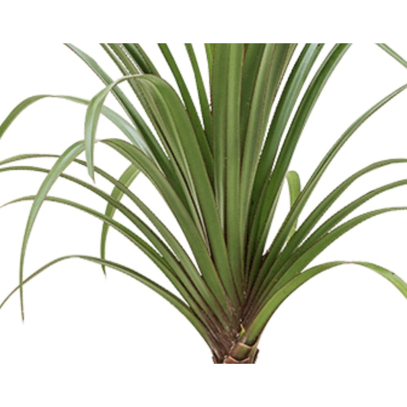 Pandana Utilis eenvoudig en snel online bestellen?