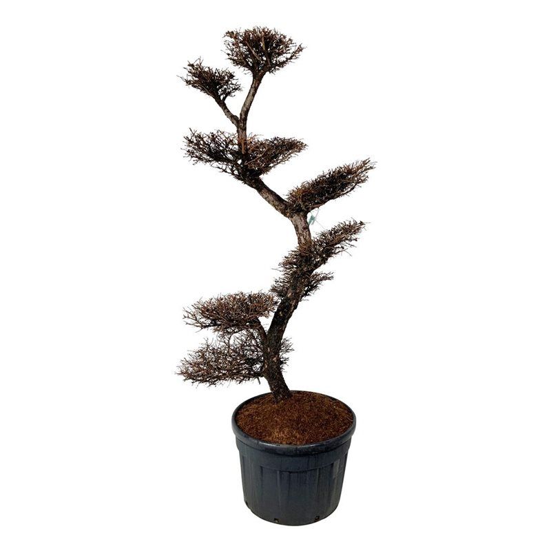 Larix kaempferi - bonsai