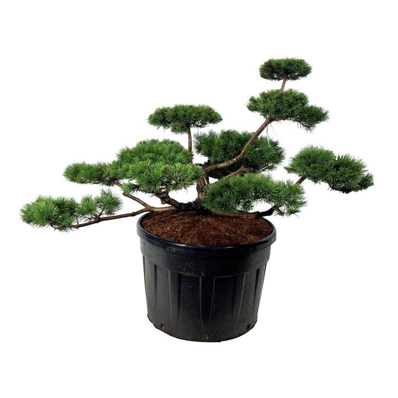 Pinus mugo - bonsai