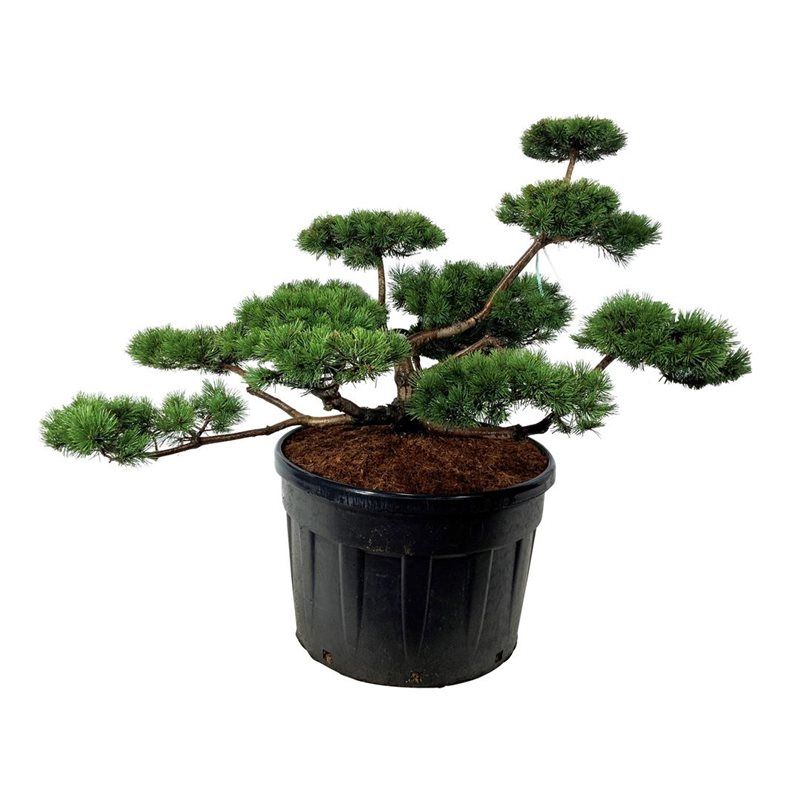 Pinus Mugo - bonsai