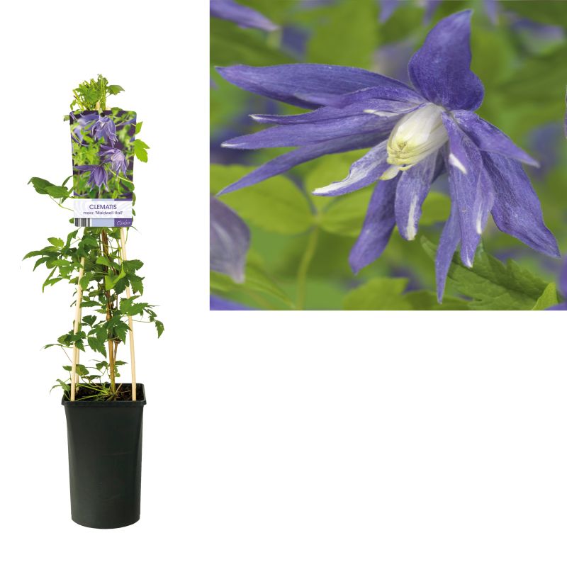 Clematis macr. 'Maidwell Hall'