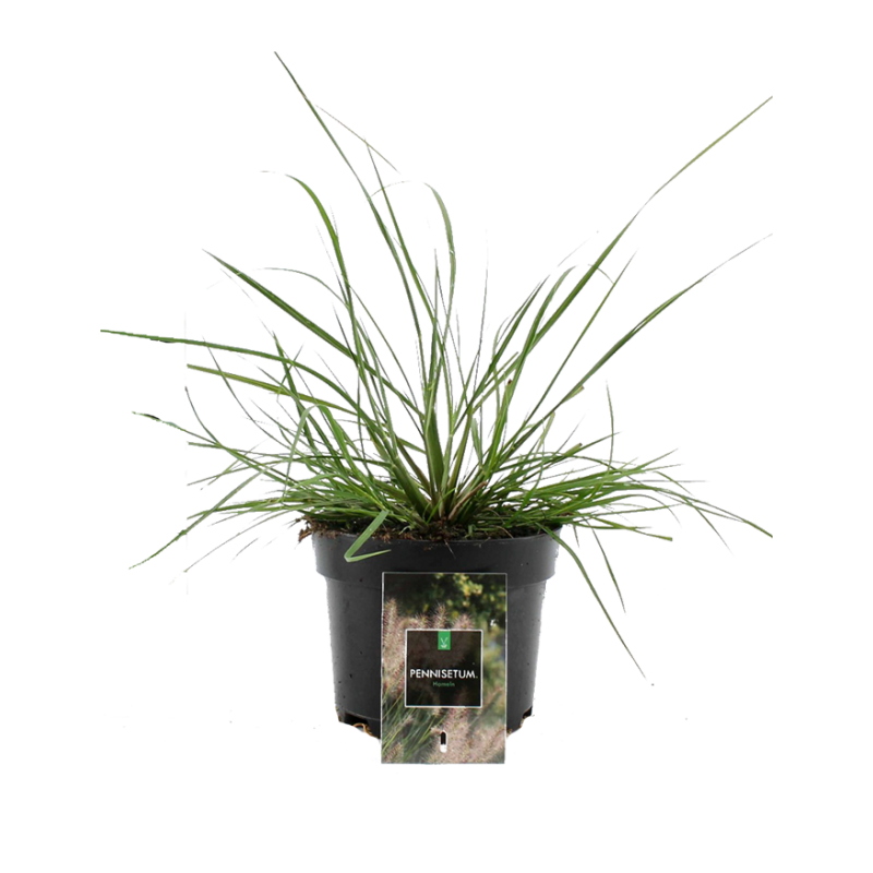 Pennisetum alopecuroides 'Hameln'
