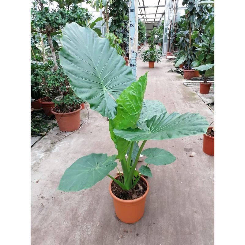 Alocasia Macrorrhiza