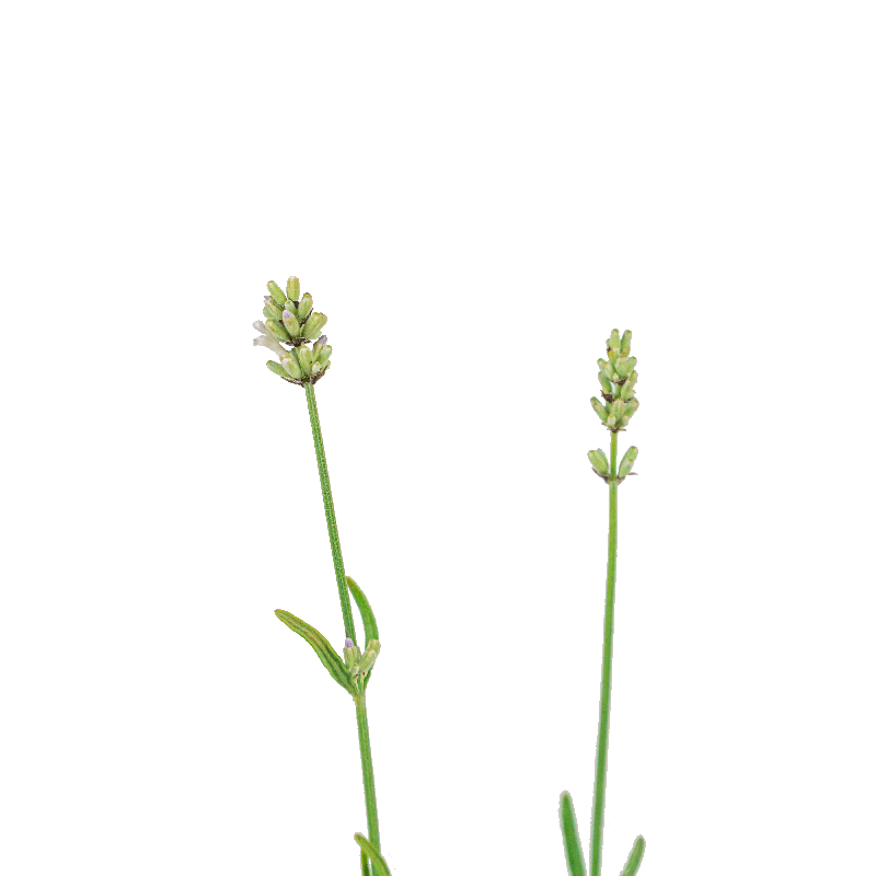 Lavandula angustifolia 'Alba'