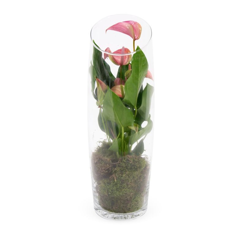 Anthurium roze in vaas 
