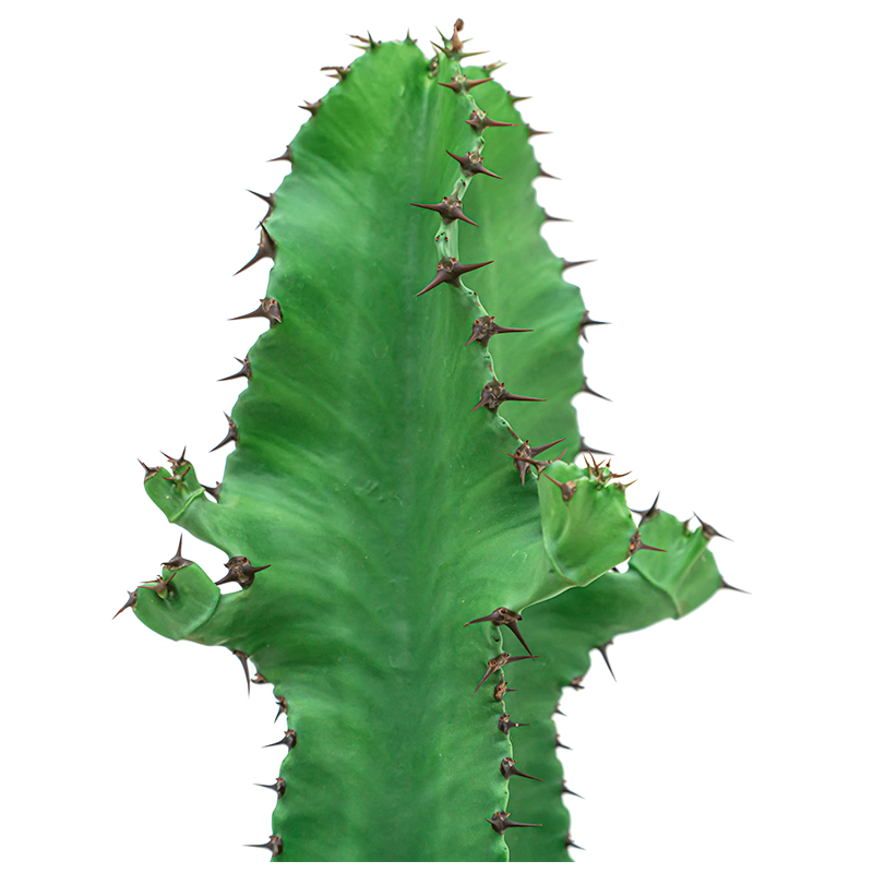 Euphorbia Ingens in Nature Row Egg Planter wit