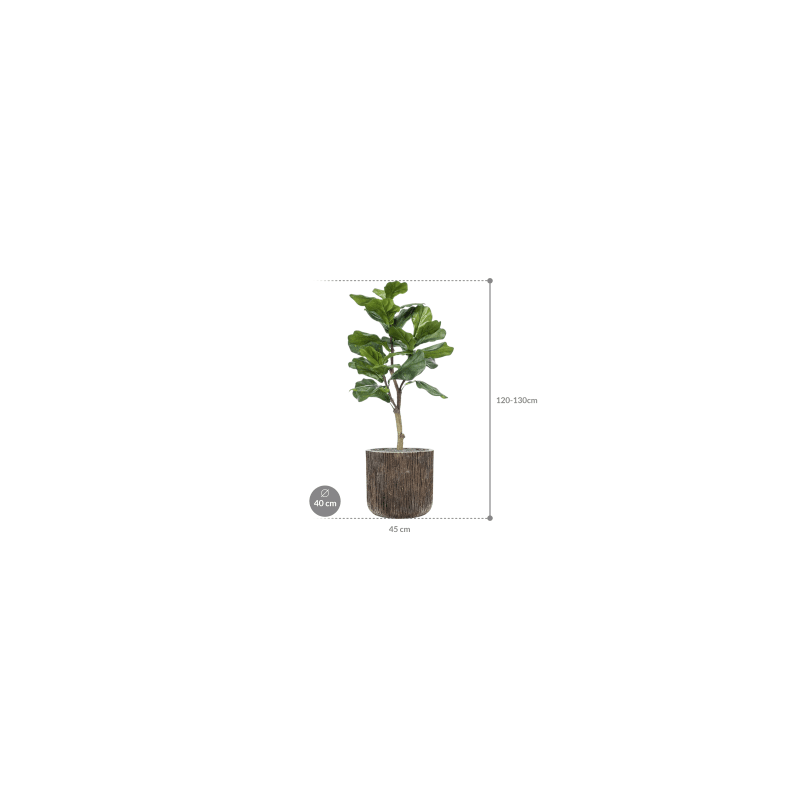 Ficus lyrata Vertakt in Luxe Lite Universe Waterfall Cilinder - kunstplant