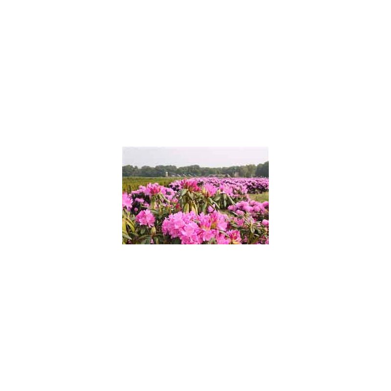 Rhododendron 'Roseum Elegans'