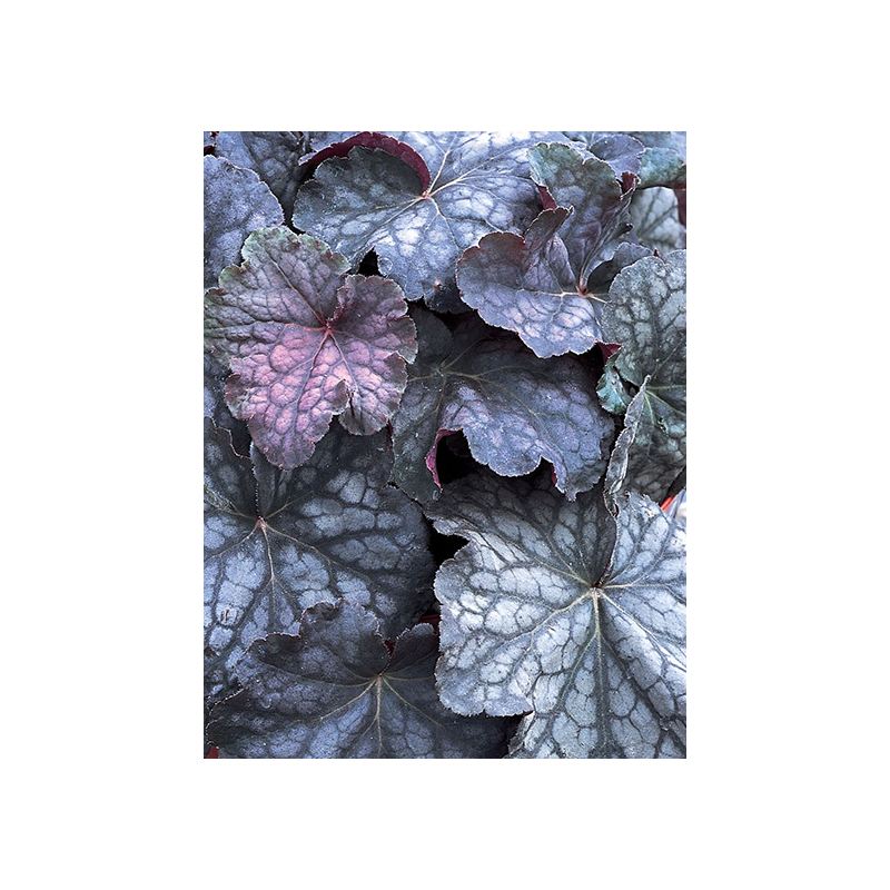 Heuchera 'Velvet Night'