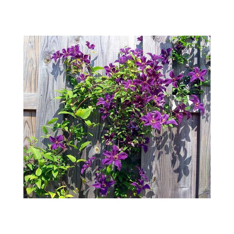 Clematis 'Jackmanii'