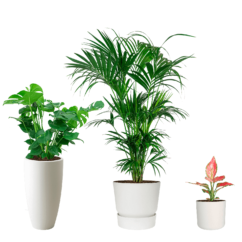 Tropische planten in Elho wit