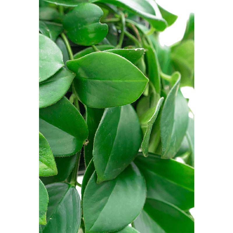 Aeschynanthus Mona Lisa