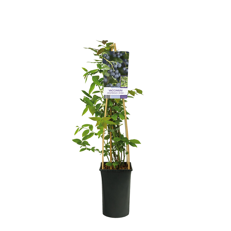 Vaccinium corymbosum 'Jersey'