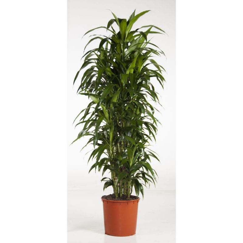 Dracaena Janet Craig vertakt