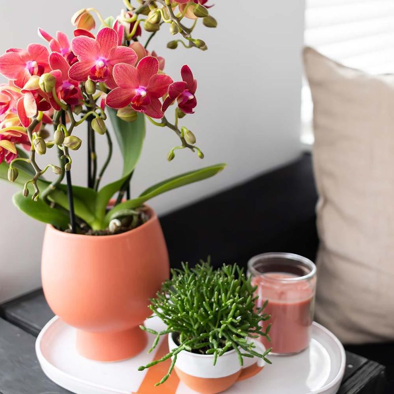 Phalaenopsis Mineral Congo