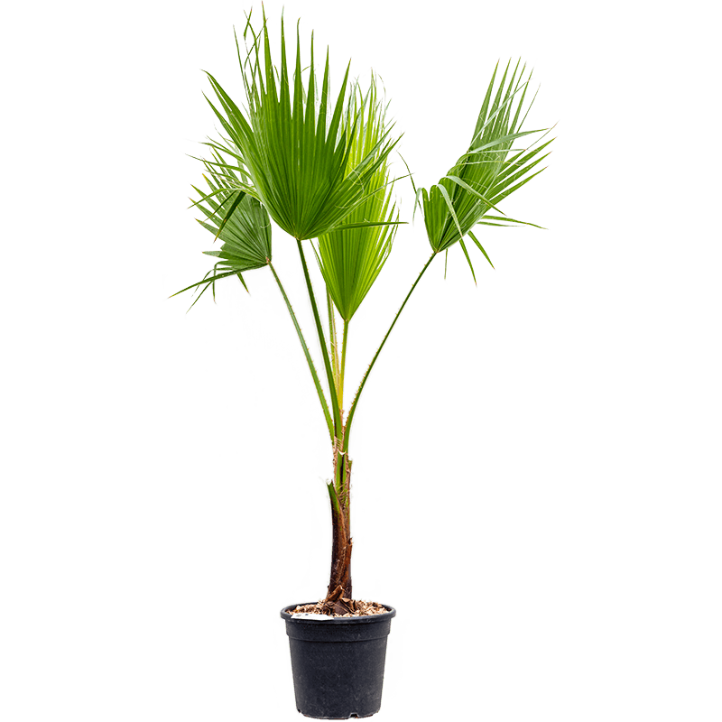 Washingtonia Robusta Large