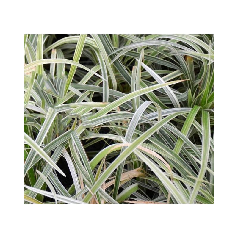 Ophiopogon 'Albo-Variegata'