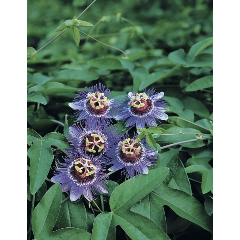 Passiflora 'Purple Haze'