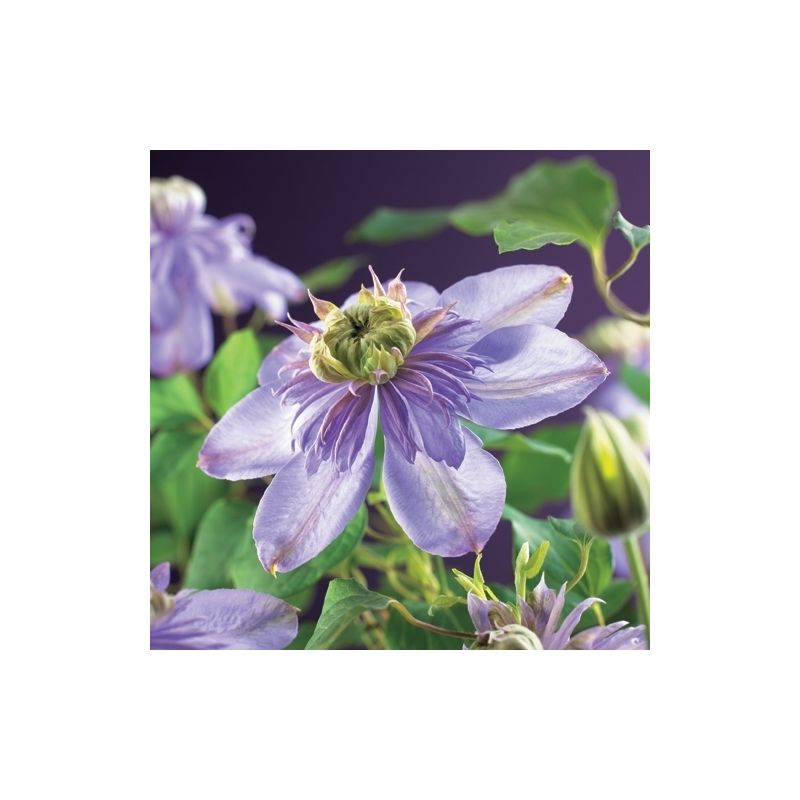 Clematis Blue Light