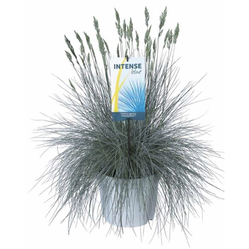 Festuca glauca 'Intense Blue'