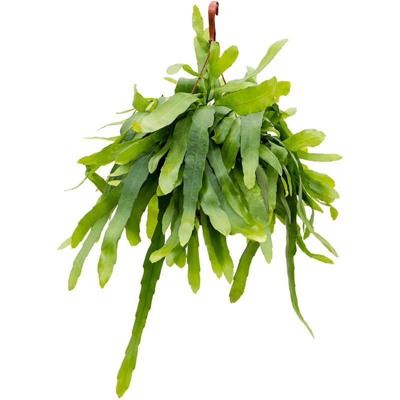 Epiphyllum Pumilum 
