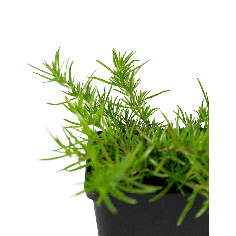 Phlox subulata 'Maischnee'