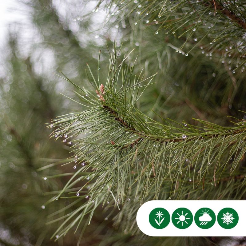 Pinus pinea - hoogstam