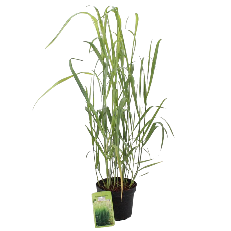Panicum virgatum 'Dallas Blues'