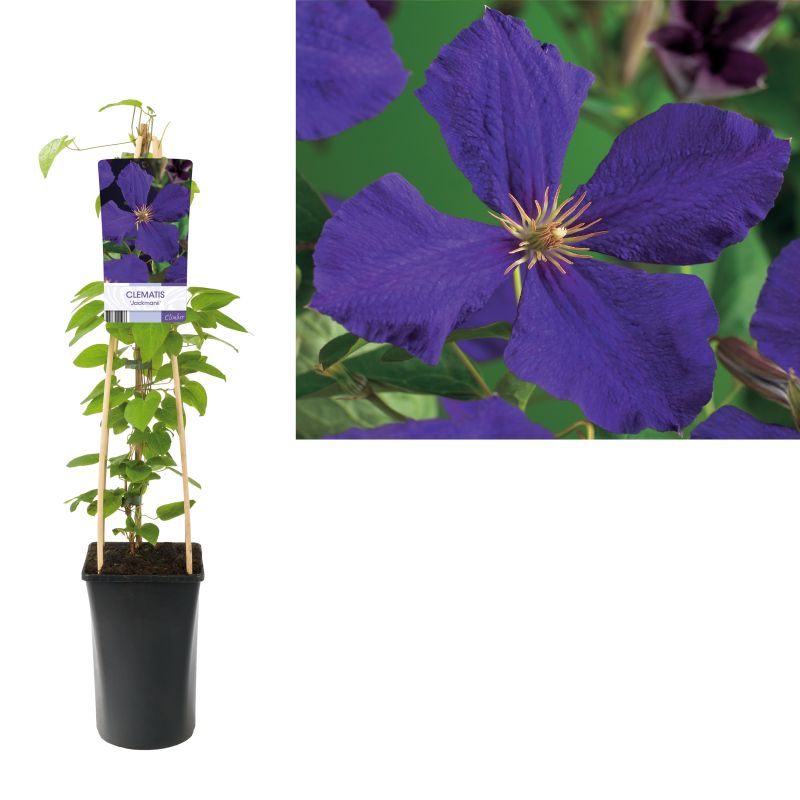 Clematis 'Jackmanii'