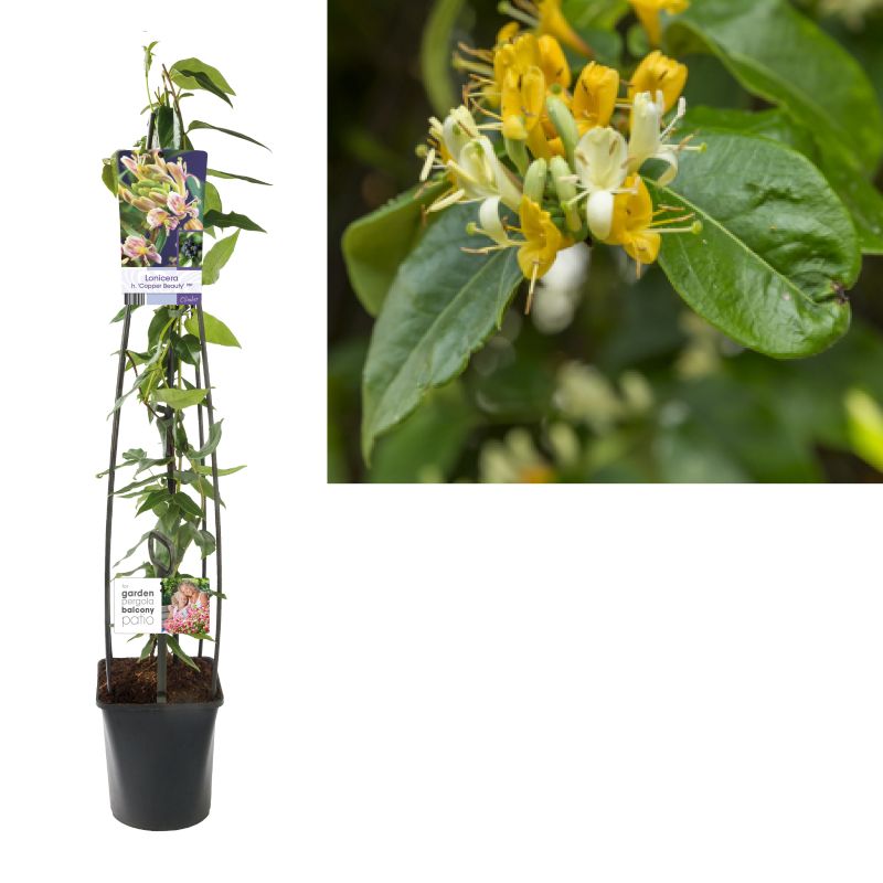 Lonicera henryi 'Copper Beauty'