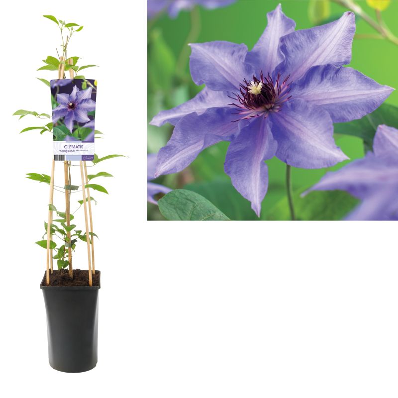 Clematis Königskind