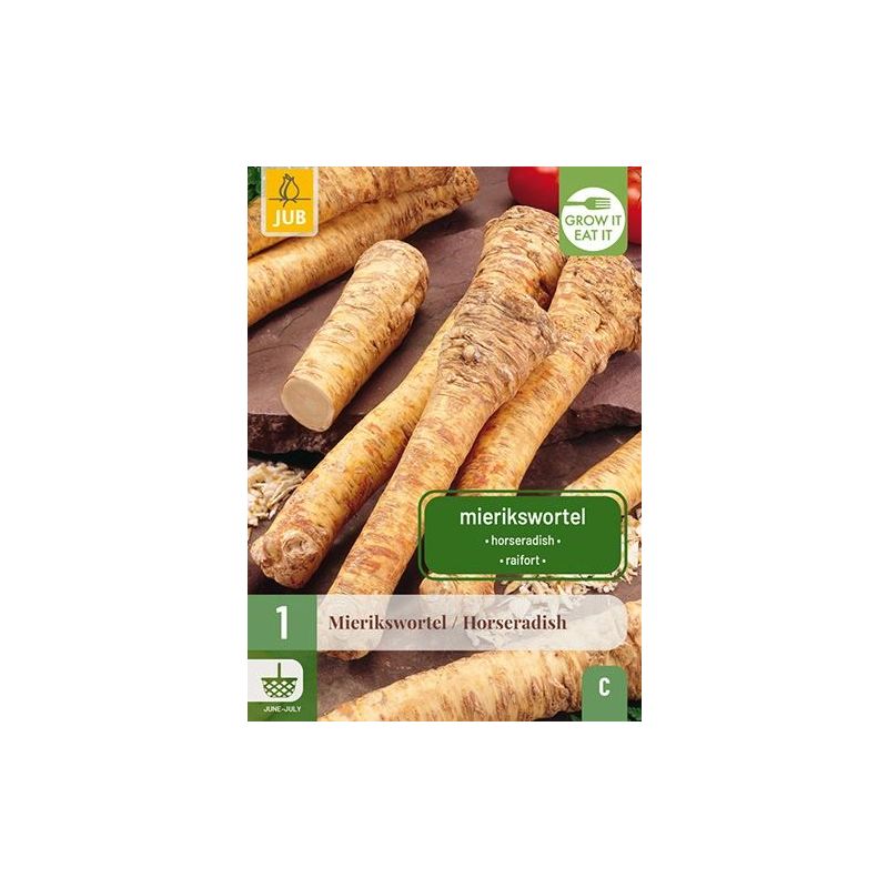 Armoracia rusticana - 1 stuks