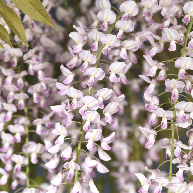 Wisteria Rosea