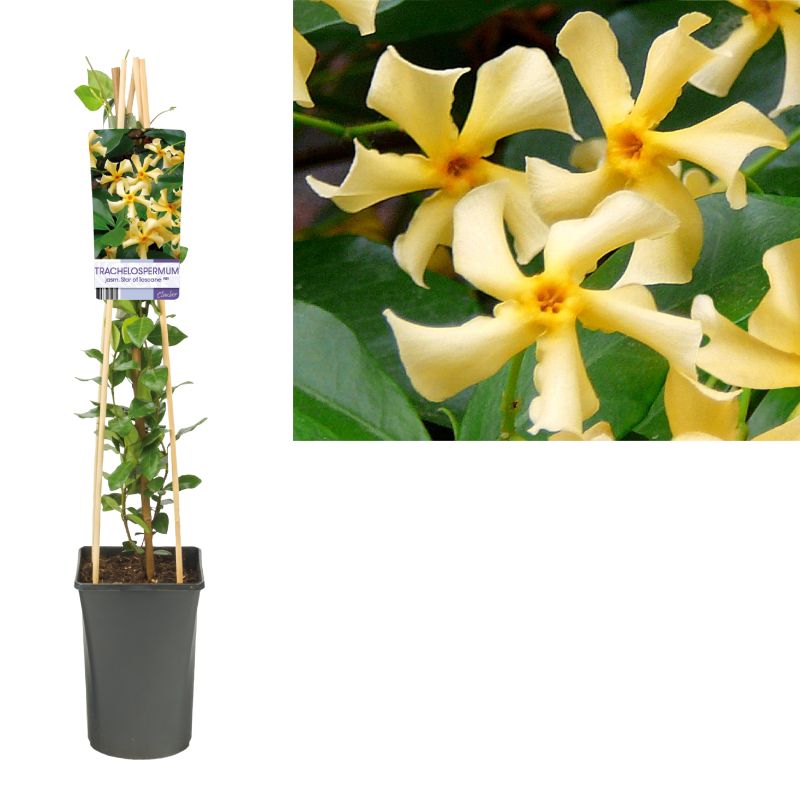 Trachelospermum jasminoides 'Star of Toscane'